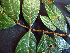  ( - K1353_G1)  @11 [ ] CreativeCommons - Attribution Non-Commercial Share-Alike (2019) Varun Swamy San Diego Zoo Global
