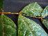  ( - K1353_G1)  @11 [ ] CreativeCommons - Attribution Non-Commercial Share-Alike (2019) Varun Swamy San Diego Zoo Global