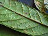  ( - K1353_G1)  @11 [ ] CreativeCommons - Attribution Non-Commercial Share-Alike (2019) Varun Swamy San Diego Zoo Global