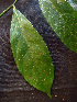  ( - K1353_H1)  @11 [ ] CreativeCommons - Attribution Non-Commercial Share-Alike (2019) Varun Swamy San Diego Zoo Global