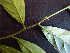  ( - K1353_H1)  @11 [ ] CreativeCommons - Attribution Non-Commercial Share-Alike (2019) Varun Swamy San Diego Zoo Global