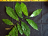  ( - K1353_H1)  @11 [ ] CreativeCommons - Attribution Non-Commercial Share-Alike (2019) Varun Swamy San Diego Zoo Global