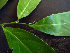  ( - K1353_H1)  @11 [ ] CreativeCommons - Attribution Non-Commercial Share-Alike (2019) Varun Swamy San Diego Zoo Global