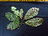  (Richeria grandis - K1353_G6)  @11 [ ] CreativeCommons - Attribution Non-Commercial Share-Alike (2019) Varun Swamy San Diego Zoo Global