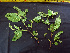  ( - K1353_E6)  @11 [ ] CreativeCommons - Attribution Non-Commercial Share-Alike (2019) Varun Swamy San Diego Zoo Global