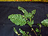  ( - K1353_E6)  @11 [ ] CreativeCommons - Attribution Non-Commercial Share-Alike (2019) Varun Swamy San Diego Zoo Global