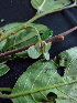  ( - K1353_E6)  @11 [ ] CreativeCommons - Attribution Non-Commercial Share-Alike (2019) Varun Swamy San Diego Zoo Global