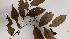  ( - K1354_E3)  @11 [ ] CreativeCommons - Attribution Non-Commercial Share-Alike (2019) Varun Swamy San Diego Zoo Global