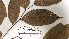  (Trigynaea duckei - K1354_E3)  @11 [ ] CreativeCommons - Attribution Non-Commercial Share-Alike (2019) Varun Swamy San Diego Zoo Global
