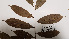  ( - K1354_A5)  @11 [ ] CreativeCommons - Attribution Non-Commercial Share-Alike (2019) Varun Swamy San Diego Zoo Global