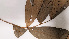  ( - K1353_D10)  @11 [ ] CreativeCommons - Attribution Non-Commercial Share-Alike (2019) Varun Swamy San Diego Zoo Global