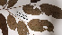  ( - K1353_D9)  @11 [ ] CreativeCommons - Attribution Non-Commercial Share-Alike (2019) Varun Swamy San Diego Zoo Global
