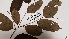  ( - K1353_D9)  @11 [ ] CreativeCommons - Attribution Non-Commercial Share-Alike (2019) Varun Swamy San Diego Zoo Global