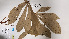  ( - K1354_C9)  @11 [ ] CreativeCommons - Attribution Non-Commercial Share-Alike (2019) Varun Swamy San Diego Zoo Global
