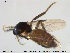  ( - TRD-Cer103)  @13 [ ] CreativeCommons - Attribution Non-Commercial Share-Alike (2014) NTNU University Museum, Department of Natural History NTNU University Museum, Department of Natural History