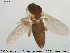  ( - TRD-Cer106)  @13 [ ] CreativeCommons - Attribution Non-Commercial Share-Alike (2014) NTNU University Museum, Department of Natural History NTNU University Museum, Department of Natural History