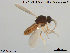  ( - TRD-Cer109)  @13 [ ] CreativeCommons - Attribution Non-Commercial Share-Alike (2014) NTNU University Museum, Department of Natural History NTNU University Museum, Department of Natural History
