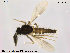  ( - TRD-Cer11)  @11 [ ] CreativeCommons - Attribution Non-Commercial Share-Alike (2014) NTNU University Museum, Department of Natural History NTNU University Museum, Department of Natural History