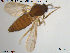  (Forcipomyia hygrophila - TRD-Cer112)  @13 [ ] CreativeCommons - Attribution Non-Commercial Share-Alike (2014) NTNU University Museum, Department of Natural History NTNU University Museum, Department of Natural History