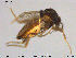  ( - TRD-Cer141)  @12 [ ] CreativeCommons - Attribution Non-Commercial Share-Alike (2015) NTNU University Museum, Department of Natural History NTNU University Museum, Department of Natural History