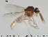  (Atrichopogon cf. minutus - TRD-Cer154)  @13 [ ] CreativeCommons - Attribution Non-Commercial Share-Alike (2015) NTNU University Museum, Department of Natural History NTNU University Museum, Department of Natural History