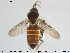  (Forcipomyia ciliata - TRD-Cer155)  @13 [ ] CreativeCommons - Attribution Non-Commercial Share-Alike (2015) NTNU University Museum, Department of Natural History NTNU University Museum, Department of Natural History