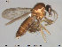  (Forcipomyia tenuis - TRD-Cer158)  @14 [ ] CreativeCommons - Attribution Non-Commercial Share-Alike (2015) NTNU University Museum, Department of Natural History NTNU University Museum, Department of Natural History