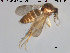 (Forcipomyia sp. 15ES - TRD-Cer159)  @11 [ ] CreativeCommons - Attribution Non-Commercial Share-Alike (2015) NTNU University Museum, Department of Natural History NTNU University Museum, Department of Natural History