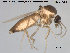  ( - TRD-Cer172)  @13 [ ] CreativeCommons - Attribution Non-Commercial Share-Alike (2015) NTNU University Museum, Department of Natural History NTNU University Museum, Department of Natural History
