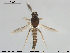  (Forcipomyia pulchrithorax - TRD-Cer173)  @13 [ ] CreativeCommons - Attribution Non-Commercial Share-Alike (2015) NTNU University Museum, Department of Natural History NTNU University Museum, Department of Natural History