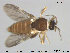  ( - TRD-Cer185)  @13 [ ] CreativeCommons - Attribution Non-Commercial Share-Alike (2015) NTNU University Museum, Department of Natural History NTNU University Museum, Department of Natural History