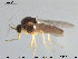  (Atrichopogon longicalcar - TRD-Cer196)  @13 [ ] CreativeCommons - Attribution Non-Commercial Share-Alike (2015) NTNU University Museum, Department of Natural History NTNU University Museum, Department of Natural History