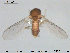  ( - TRD-Cer198)  @13 [ ] CreativeCommons - Attribution Non-Commercial Share-Alike (2015) NTNU University Museum, Department of Natural History NTNU University Museum, Department of Natural History