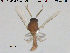  (Atrichopogon sp. 5ES - TRD-Cer200)  @11 [ ] CreativeCommons - Attribution Non-Commercial Share-Alike (2015) NTNU University Museum, Department of Natural History NTNU University Museum, Department of Natural History