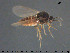  ( - TRD-Cer223)  @11 [ ] CreativeCommons - Attribution Non-Commercial Share-Alike (2015) NTNU University Museum, Department of Natural History NTNU University Museum, Department of Natural History