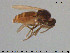  (Atrichopogon paulus - TRD-Cer229)  @11 [ ] CreativeCommons - Attribution Non-Commercial Share-Alike (2015) NTNU University Museum, Department of Natural History NTNU University Museum, Department of Natural History