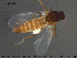  ( - TRD-Cer243)  @11 [ ] CreativeCommons - Attribution Non-Commercial Share-Alike (2015) NTNU University Museum, Department of Natural History NTNU University Museum, Department of Natural History