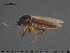  (Palpomyia - TRD-Cer247)  @13 [ ] CreativeCommons - Attribution Non-Commercial Share-Alike (2015) NTNU University Museum, Department of Natural History NTNU University Museum, Department of Natural History