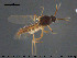  ( - TRD-Cer254)  @13 [ ] CreativeCommons - Attribution Non-Commercial Share-Alike (2015) NTNU University Museum, Department of Natural History NTNU University Museum, Department of Natural History