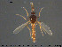  ( - TRD-Cer256)  @11 [ ] CreativeCommons - Attribution Non-Commercial Share-Alike (2015) NTNU University Museum, Department of Natural History NTNU University Museum, Department of Natural History
