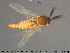  ( - TRD-Cer262)  @13 [ ] CreativeCommons - Attribution Non-Commercial Share-Alike (2015) NTNU University Museum, Department of Natural History NTNU University Museum, Department of Natural History