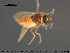 ( - TRD-Cer268)  @11 [ ] CreativeCommons - Attribution Non-Commercial Share-Alike (2015) NTNU University Museum, Department of Natural History NTNU University Museum, Department of Natural History