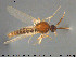  (Atrichopogon fusculus - TRD-Cer273)  @14 [ ] CreativeCommons - Attribution Non-Commercial Share-Alike (2015) NTNU University Museum, Department of Natural History NTNU University Museum, Department of Natural History