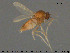  ( - TRD-Cer283)  @11 [ ] CreativeCommons - Attribution Non-Commercial Share-Alike (2015) NTNU University Museum, Department of Natural History NTNU University Museum, Department of Natural History