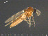  ( - TRD-Cer290)  @14 [ ] CreativeCommons - Attribution Non-Commercial Share-Alike (2015) NTNU University Museum, Department of Natural History NTNU University Museum, Department of Natural History