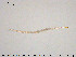  ( - TRD-Cer304)  @11 [ ] CreativeCommons - Attribution Non-Commercial Share-Alike (2015) NTNU University Museum, Department of Natural History NTNU University Museum, Department of Natural History