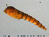  ( - TRD-Cer317)  @11 [ ] Creative Commons  Attribution Non-Commercial Share-Alike (2016) NTNU University Museum, Department of Natural History NTNU University Museum, Department of Natural History