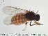  ( - TRD-Cer66)  @12 [ ] CreativeCommons - Attribution Non-Commercial Share-Alike (2014) NTNU University Museum, Department of Natural History NTNU University Museum, Department of Natural History