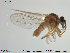  ( - TRD-Cer69)  @13 [ ] CreativeCommons - Attribution Non-Commercial Share-Alike (2014) NTNU University Museum, Department of Natural History NTNU University Museum, Department of Natural History