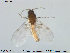  ( - TRD-Cer87)  @13 [ ] CreativeCommons - Attribution Non-Commercial Share-Alike (2014) NTNU University Museum, Department of Natural History NTNU University Museum, Department of Natural History